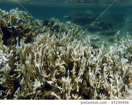 Bleached coral Okinawa Iriomote Island 93299406