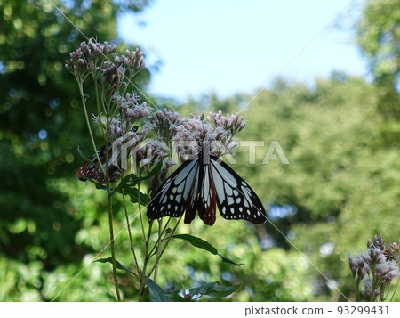 chestnut tiger butterfly butterfly chestnut tiger butterfly butterfly 93299431