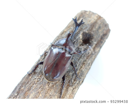 甲蟲暑假孩子 93299438