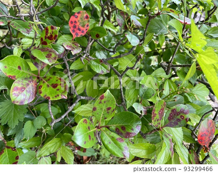 Round red spots are floating on the surface of the leaves of the plant /The leaves Round red spots are floating on the surface of the leaves of the plant /The leaves 93299466