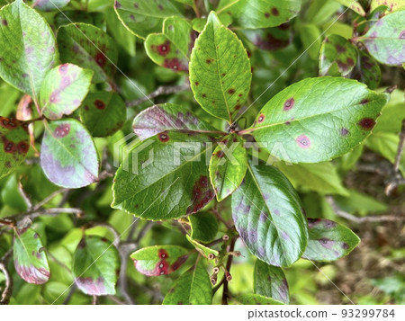 Round red spots are floating on the surface of the leaves of the plant /The leaves Round red spots are floating on the surface of the leaves of the plant /The leaves 93299784