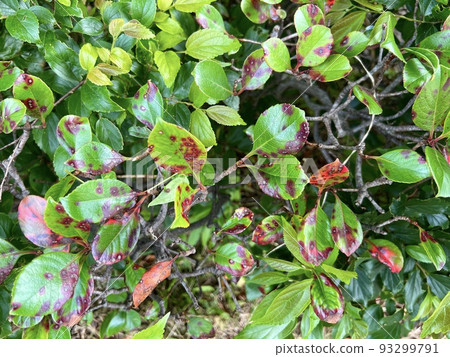 植物葉子表面漂浮著圓形的紅點/葉子 植物葉子表面漂浮著圓形的紅點/葉子 93299791