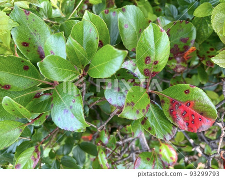 Round red spots are floating on the surface of the leaves of the plant /The leaves Round red spots are floating on the surface of the leaves of the plant /The leaves 93299793