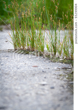 The power of growth. Sprouted sprout through the asphalt. The power of growth. Sprouted sprout through the asphalt. 93299904