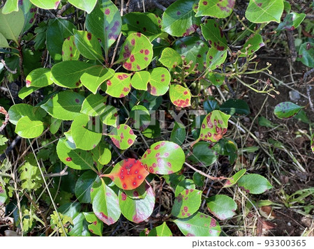 Round red spots are floating on the surface of the leaves of the plant /The leaves 93300365