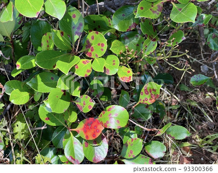 Round red spots are floating on the surface of the leaves of the plant /The leaves 93300366