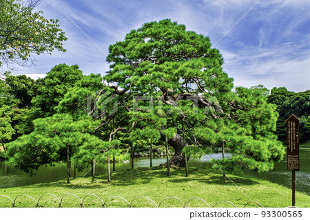 Koishikawa Korakuen, Tokyo, one pine of Osensui 93300565
