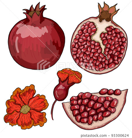 Pomegranate Hand Drawn Illustration Collection Isolated 93300624