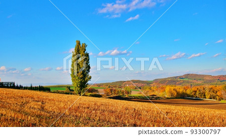 北海道美瑛町秋天的肯和瑪麗樹 93300797