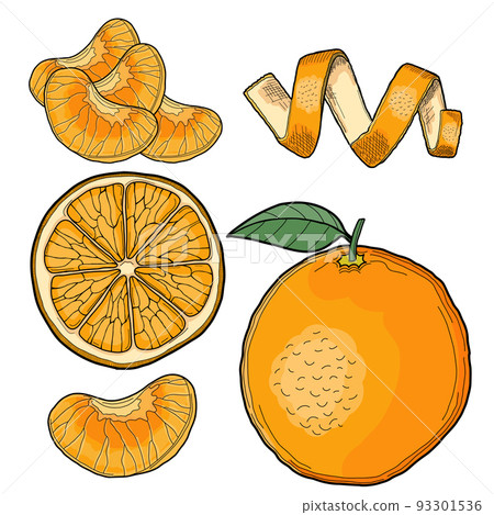 Clementine Hand Drawn Illustration Collection Isolated Clementine Hand Drawn Illustration Collection Isolated 93301536
