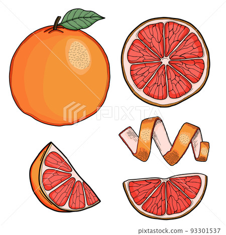 Grapefruit Hand Drawn Illustration Collection Isolated Grapefruit Hand Drawn Illustration Collection Isolated 93301537