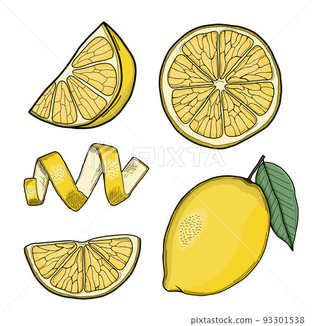 Lemon Hand Drawn Illustration Collection Isolated Lemon Hand Drawn Illustration Collection Isolated 93301538