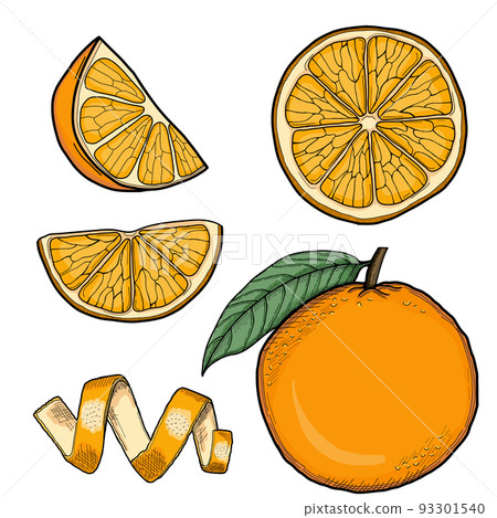 Orange Hand Drawn Illustration Collection Isolated Orange Hand Drawn Illustration Collection Isolated 93301540