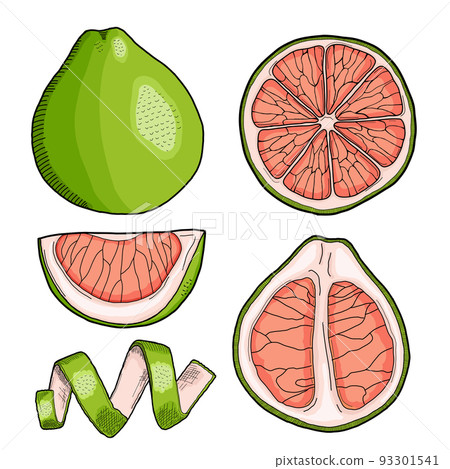 Pomelo Hand Drawn Illustration Collection Isolated Pomelo Hand Drawn Illustration Collection Isolated 93301541