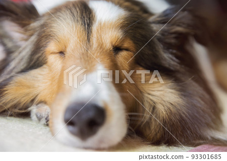 Sheltie pet sleeping soundly on the floor Sheltie pet sleeping soundly on the floor 93301685