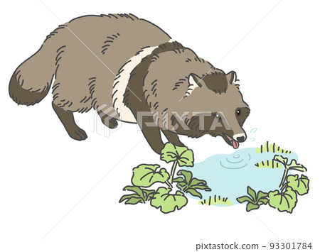 浣熊飲用水的插圖 93301784