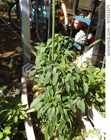 Our peppers grown from seeds have fruit 93301875