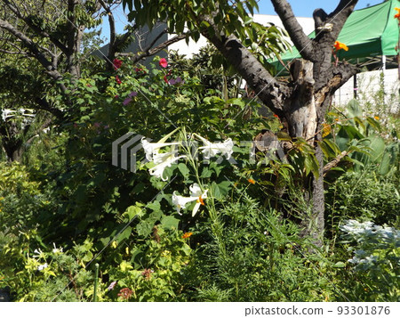 The sideways white flowers that can be seen a lot this year are Japanese lily flowers. 93301876