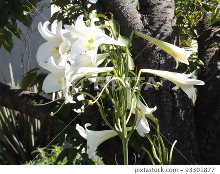 The sideways white flowers that can be seen a lot this year are Japanese lily flowers. 93301877