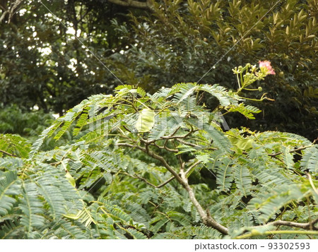 Comes with seeds with Albizia pods that bloomed in June Comes with seeds with Albizia pods that bloomed in June 93302593