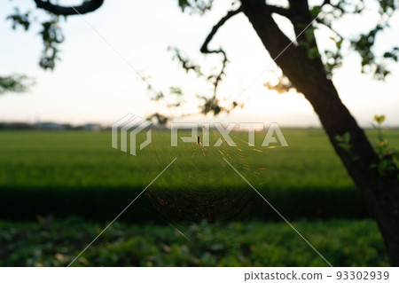 Backlighting a spider 93302939