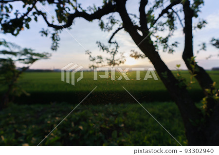 spider web and sunset 93302940