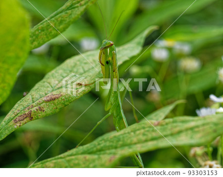 螳螂的威脅 螳螂的威脅 93303153