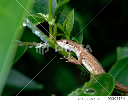 日本假名蛇 93303154