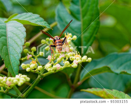 日本鰱魚 日本鰱魚 93303155