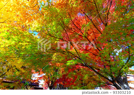 富士山,富士五湖,富士河口湖秋葉節,山梨縣富士河口湖町紅葉走廊入口附近的景色 富士山,富士五湖,富士河口湖秋葉節,山梨縣富士河口湖町紅葉走廊入口附近的景色 93303210