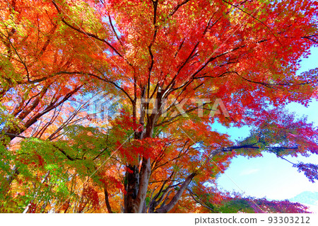 Mt. Fuji, Fuji Five Lakes, Fuji Kawaguchiko Autumn Leaves Festival, Stunning Autumn Leaves Looking Up at the Midpoint of Momiji Corridor, Fujikawaguchiko Town, Yamanashi Prefecture Mt. Fuji, Fuji Five Lakes, Fuji Kawaguchiko Autumn Leaves Festival, Stunning Autumn Leaves Looking Up at the Midpoint of Momiji Corridor, Fujikawaguchiko Town, Yamanashi Prefecture 93303212