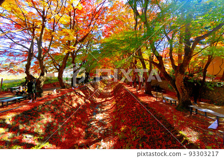 Mt. Fuji, Fuji Five Lakes, Fuji Kawaguchiko Autumn Leaves Festival, Momiji Corridor covered with autumn leaves from both banks of the Nashi River, Fujikawaguchiko Town, Yamanashi Prefecture 93303217