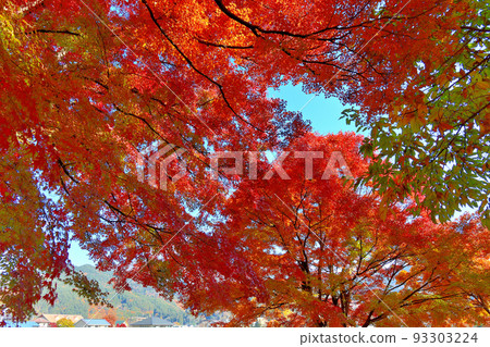 富士山、富士五湖、富士河口湖紅葉節、山梨縣富士河口湖町、納西河兩岸紅葉覆蓋的紅葉迴廊 富士山、富士五湖、富士河口湖紅葉節、山梨縣富士河口湖町、納西河兩岸紅葉覆蓋的紅葉迴廊 93303224
