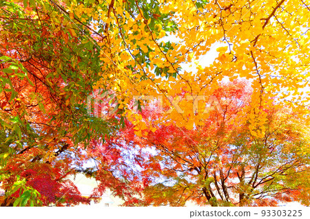 富士山、富士五湖、富士河口湖紅葉節、紅黃綠葉營造的美麗楓葉廊道、山梨縣富士河口湖町 93303225