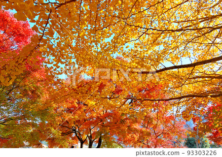 Mt. Fuji, Fuji Five Lakes, Fuji Kawaguchiko Autumn Leaves Festival, beautiful maple corridor created by red, yellow and green leaves, Fujikawaguchiko Town, Yamanashi Prefecture 93303226