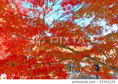 Mt. Fuji, Fuji Five Lakes, Fuji Kawaguchiko Autumn Leaves Festival, Momiji Corridor covered with autumn leaves from both banks of the Nashi River, Fujikawaguchiko Town, Yamanashi Prefecture 93303228