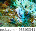 Diving in Okinawa: sea slugs and sea slugs 93303341