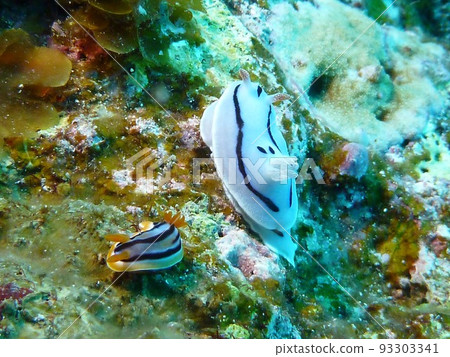 Diving in Okinawa: sea slugs and sea slugs Diving in Okinawa: sea slugs and sea slugs 93303341