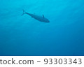 Diving in Okinawa Dogtooth tuna swimming overhead 93303343