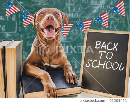 Back to school. Lovable, adorable puppy and vintage books 93303451