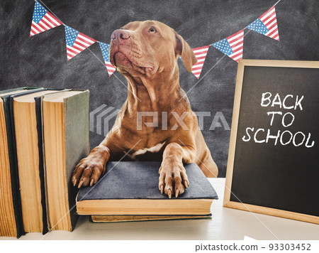 Back to school. Lovable, adorable puppy and vintage books 93303452