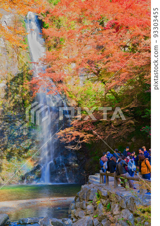 [Osaka Prefecture] Minoh Park during the autumn leaves season in November 93303455