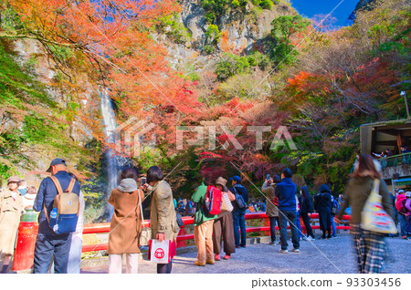 [Osaka Prefecture] Minoh Park during the autumn leaves season in November 93303456