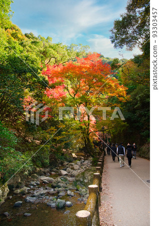 [Osaka Prefecture] Minoh Park during the autumn leaves season in November 93303457