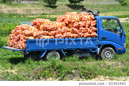 A truck full of freshly harvested onions 93303485
