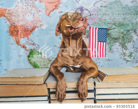 Lovable, pretty dog and American Flag. Closeup, indoors 93303518