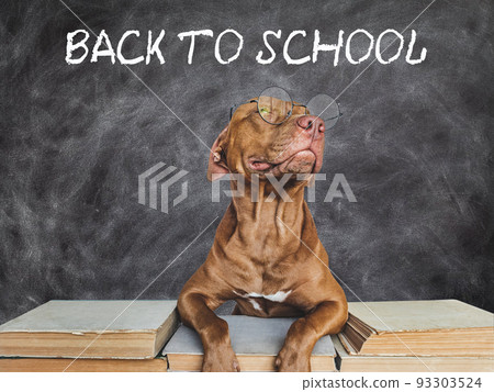 Back to school. Lovable, adorable puppy and vintage books 93303524