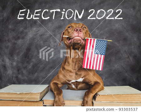 Lovable, pretty dog holding an American Flag 93303537