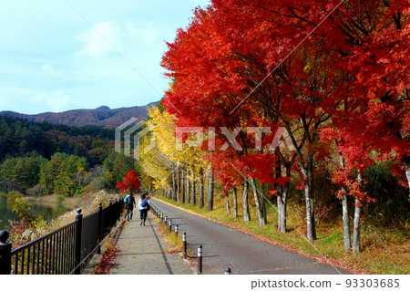 Mt.Fuji, Fuji Five Lakes, Okukawaguchiko Sakuranosato Park, fun trekking while watching autumn leaves in Fujikawaguchiko Town, Yamanashi Prefecture 93303685