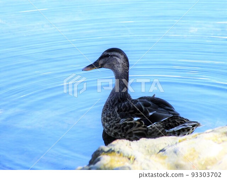 duck playing in the lake 93303702